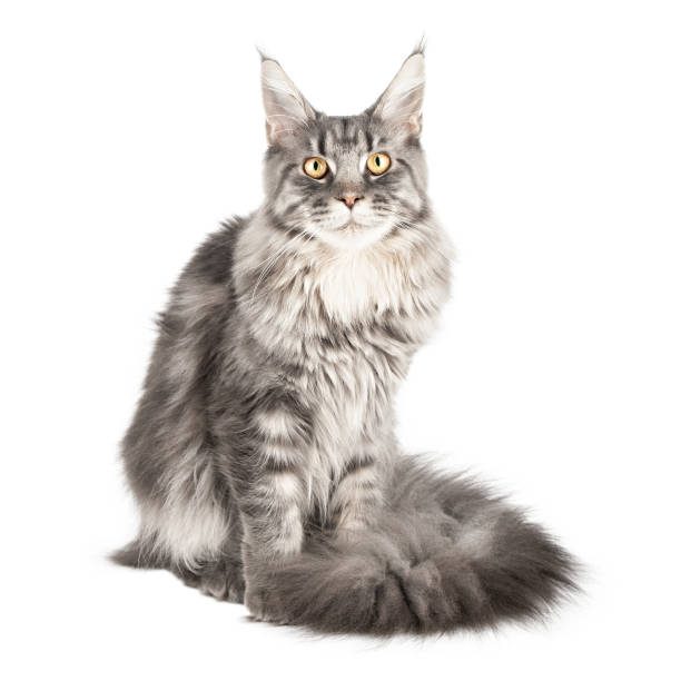 istock Maine Coon cute gray cat isolated 1768502567