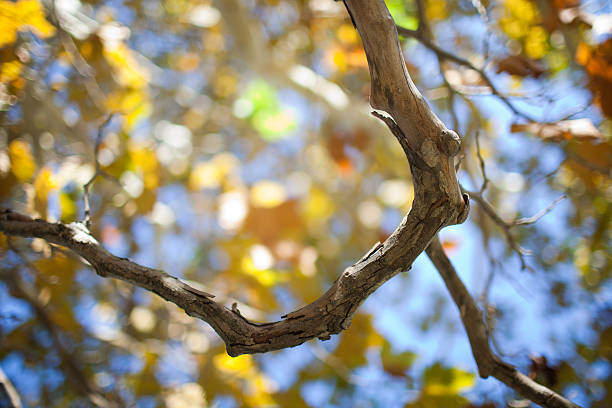 tree branch stock photo