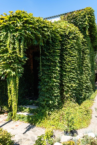 Leaves of Parthenocissus quinquefolia (creeping Virginia, Victoria creeper, five-leaf ivy). Hanging branches of grapes along walls. Texture of leaves for design and decoration of country houses.