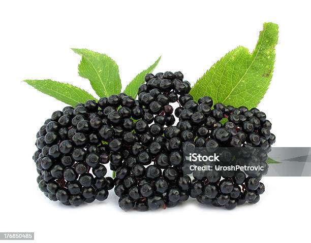 Elderberry Sambucus Nigra Stock Photo - Download Image Now - Elder - Plant, Elderberry, Black Color