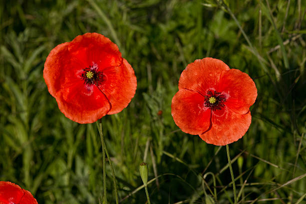 poppy flower poppy flower kultivieren stock pictures, royalty-free photos & images