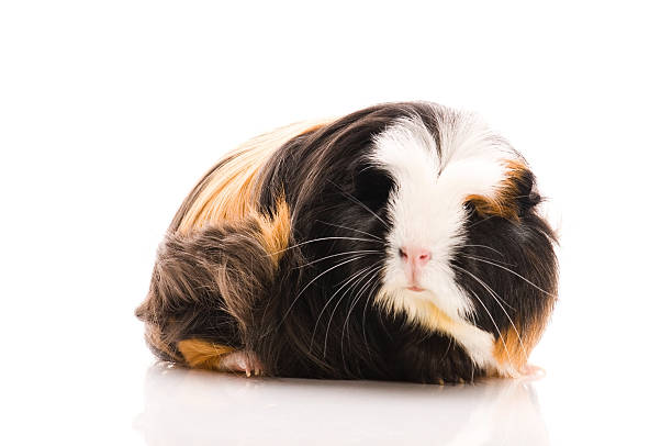 istock guinea pig isolated on the white background 176850656