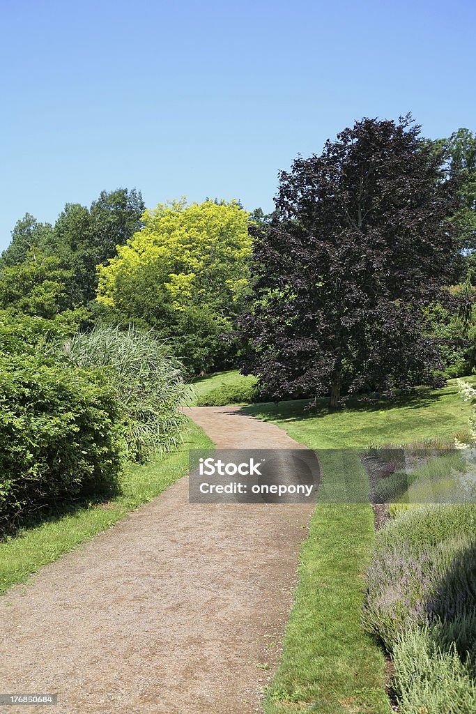 Park Path A large Crimson King Norway Maple is a focal point at the bend in a gravel path through a manicured park. Bush Stock Photo