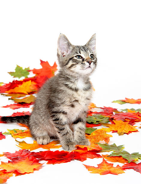 istock Cute tabby kitten in colorful leaves 176850858