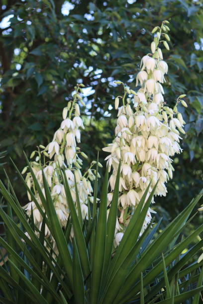 istock Close up of white yucca flowers 1768509632