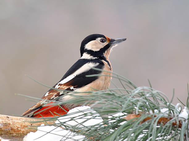 istock great spotted woodpecker - Dendrocopos major 176851067