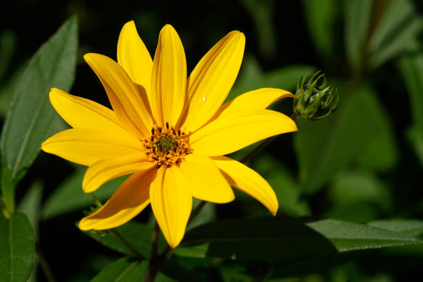 istock flowering yellow coneflower, flowers, Germany 1768511277