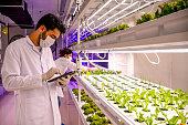 male agriculture researcher observing the development of plant crops in a vertical farming facility.