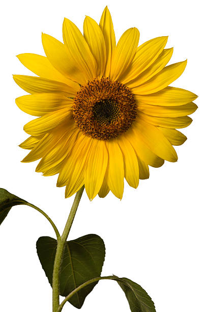 Sunflower stock photo