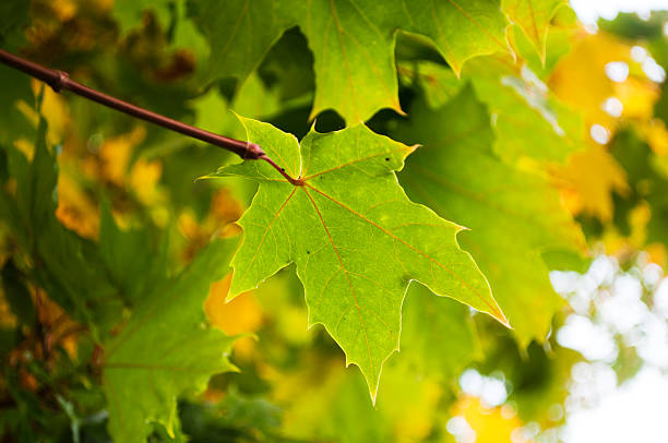 istock flavescent leaves of maple 176851197