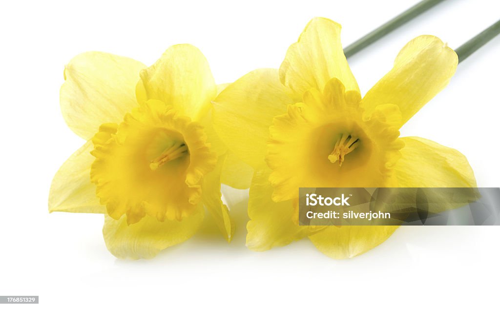 Amarillo narcissus - Foto de stock de Amarillo - Color libre de derechos