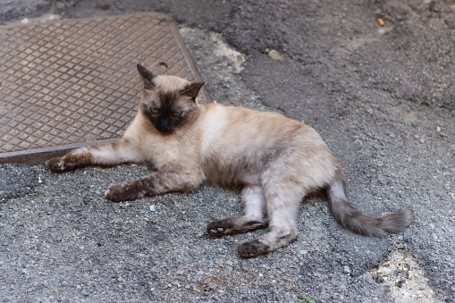 Light brown stray cat lying down in an Italian street