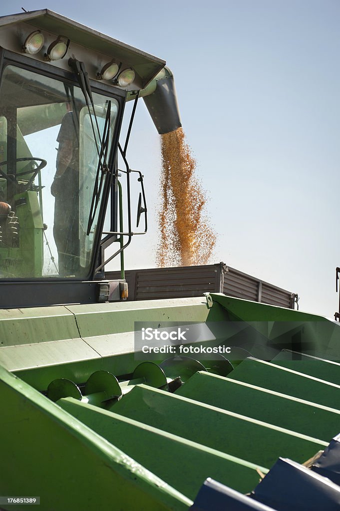 Mais Ernte - Lizenzfrei Agrarbetrieb Stock-Foto