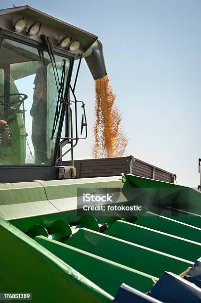Mais Ernte Stockfoto und mehr Bilder von Agrarbetrieb - Agrarbetrieb, Agrarland, Anhänger