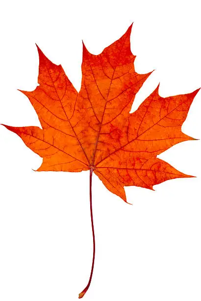 Single red maple leaf isolated on white