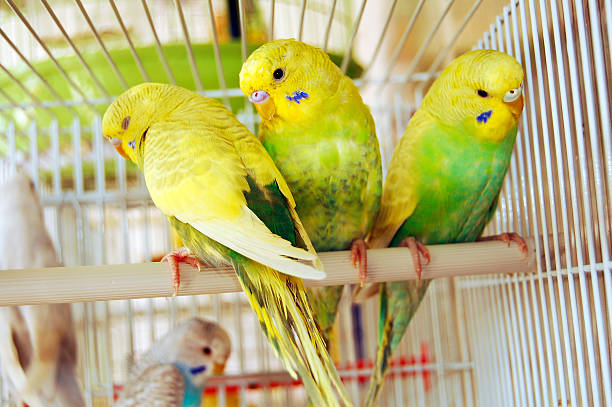 gelbe budgerigars - birdcage stock-fotos und bilder