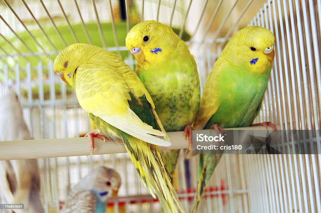 yellow budgerigars Bird Stock Photo