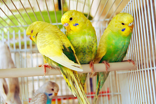 amarelo budgerigars - 180° imagens e fotografias de stock