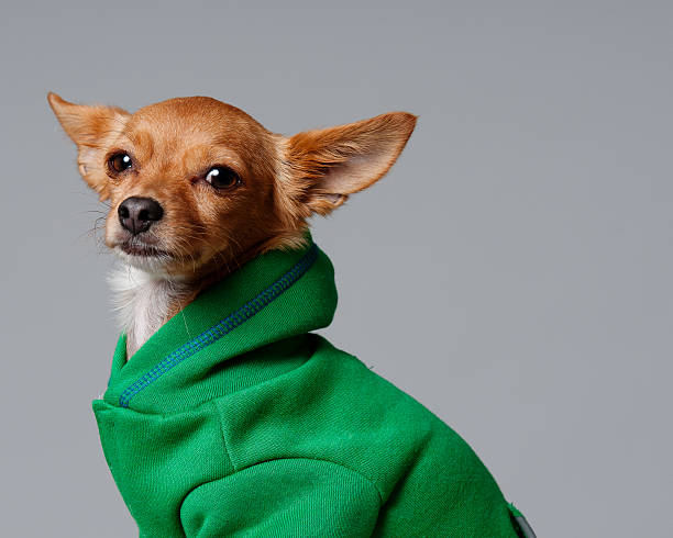 istock Dog in the Hoodie 176851539