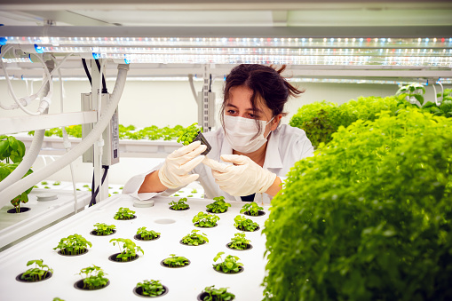 female agriculture researcher observing the development of plant crops in a vertical farming facility.