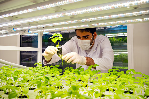 male agriculture researcher observing the development of plant crops in a vertical farming facility, Hand of young woman holding a white hydroponic pot with vegetable seedlings growing on a sponge. Grow vegetables without soil concept