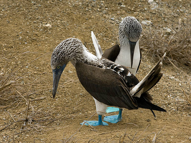 Blue Foot Boobs (Gannet) stock photo