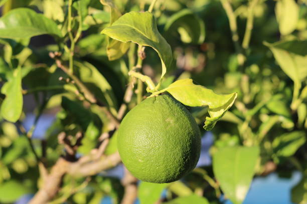 istock Large ripe lime hanging in a lime tree in sunshine 1768520142