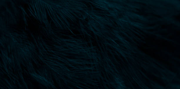 istock feather pigeon macro photo. texture or background 1768520688