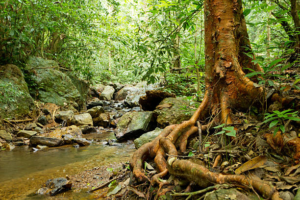 big tree roots and river in tropical rainforest, kaeng krachan national park, thailand