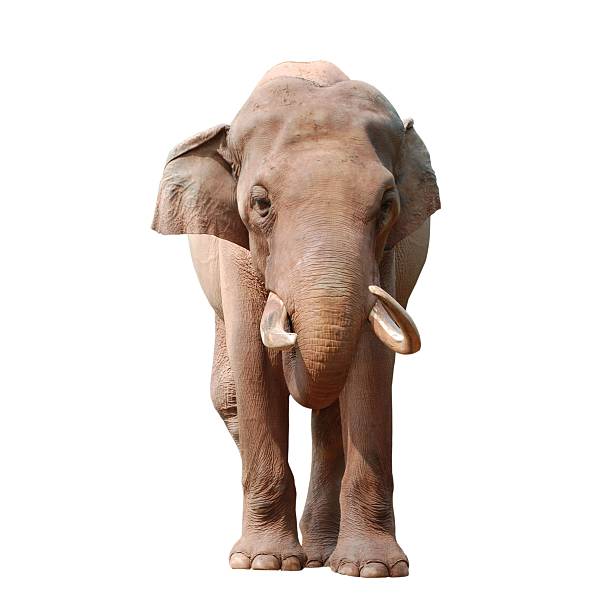 elephant isolated stock photo