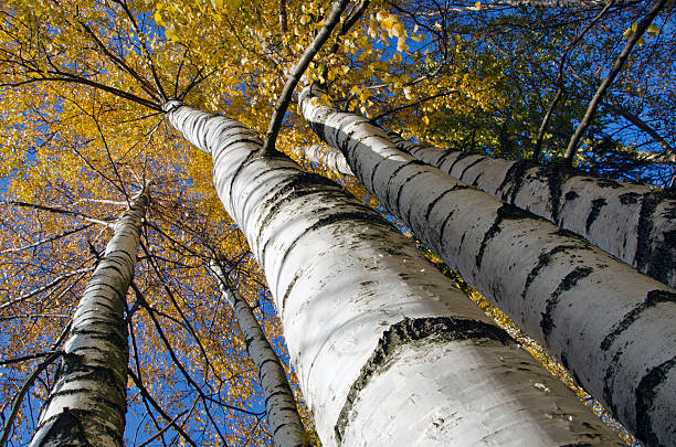 istock autumn birches with golden foliage 176852240