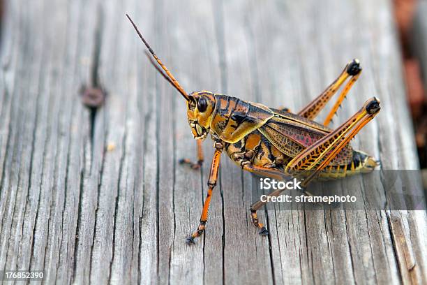 Florida Romalea Microptera - Fotografias de stock e mais imagens de Animal - Animal, Antena - Parte do corpo animal, Artrópode