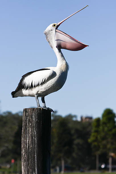 корчить большой объявление - pelican beak open bird стоковые фото и изображения