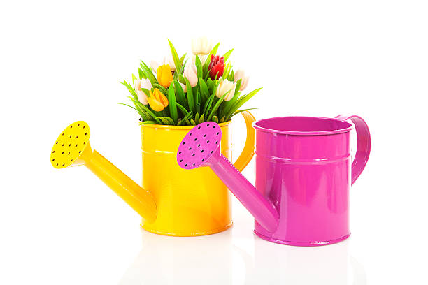 istock Two watering can with colorful tulips 176853016