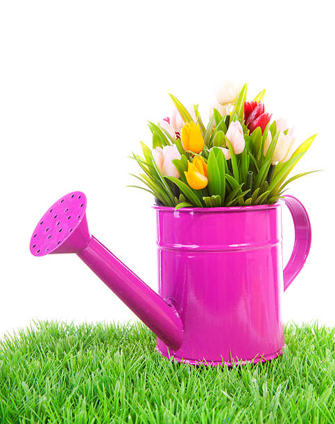 istock Pink watering can with colorful tulips 176853019