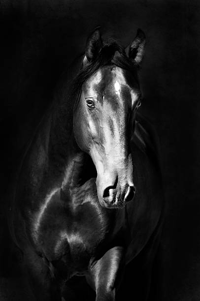 istock Black kladruby horse portrait in the darkness 176853081