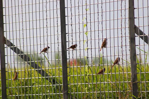 beautiful nature, sparrows perched on the fence