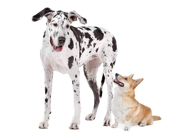 istock Harlequin Great Dane and aPembroke Welsh Corgi dog 176853139