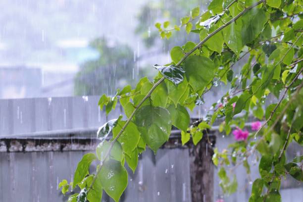 istock closeup of plants, rain, water drops 1768532007