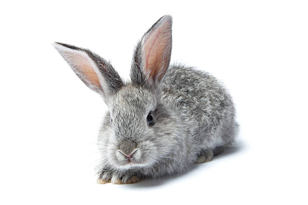 istock gray baby rabbit on a white background 176853272