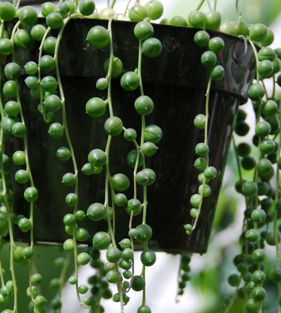 istock String of pearls plant 176853451