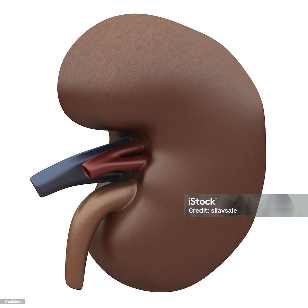 Human Kidney isolated on white Human Kidney isolated on white - 3d illustration Anatomy Stock Photo