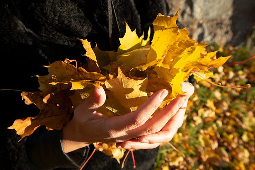 Close-up of hands holding yellow autumn maple leaf. Autumn background. Selective focus