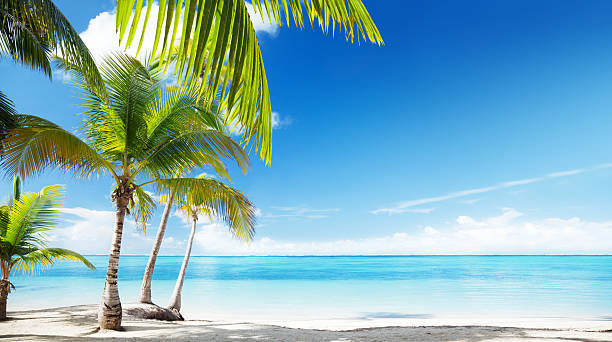 istock Caribbean sea and coconut palms 176853700