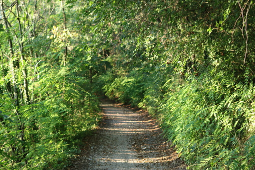 Countryside track surrounded by trees and lush foliage in summer sunshine