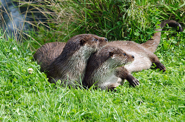 Two Otters Drying Off In the Sun stock photo