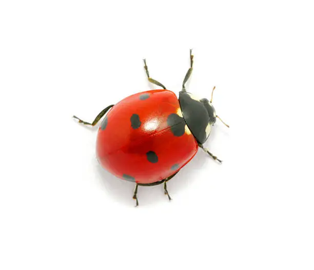 Photo of Ladybug on the white