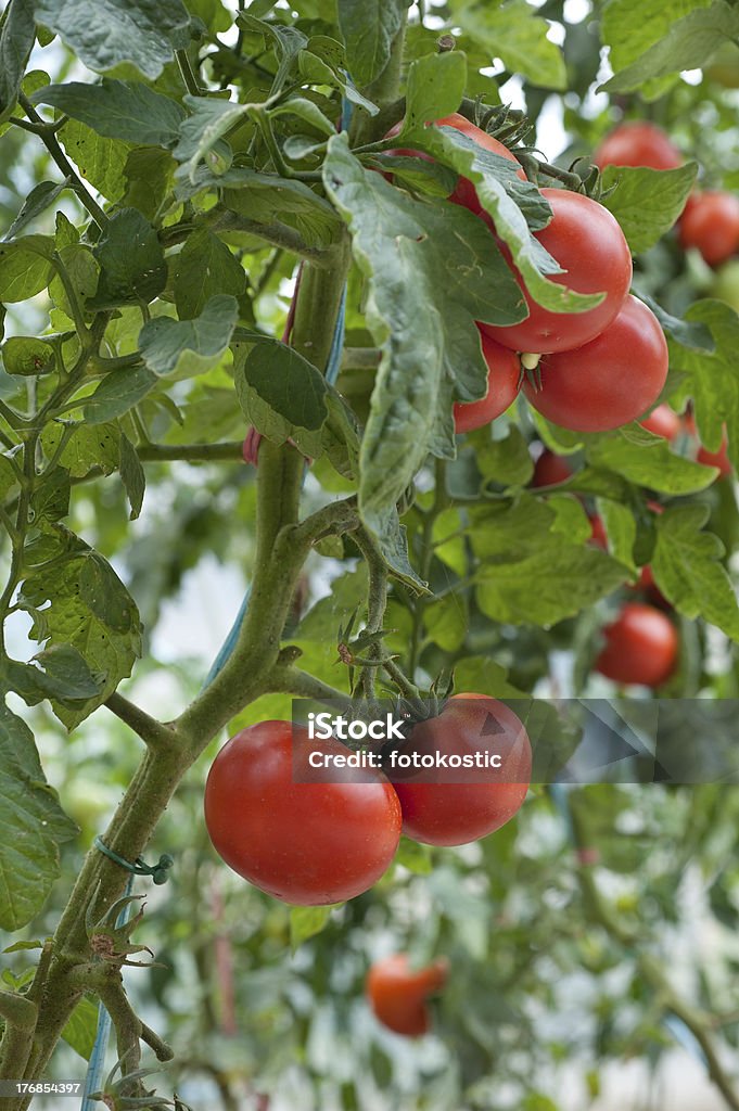 Wzrost pomidor - Zbiór zdjęć royalty-free (Czerwony)