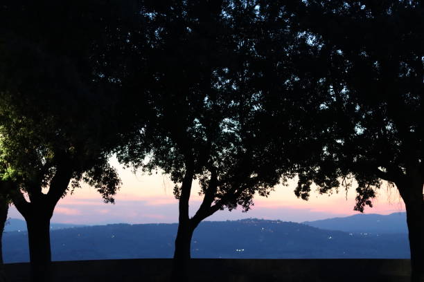 Trees in silhouette against an evening sunset sky