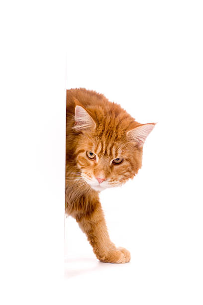 istock Cat behind white banner, maine coon 176854688